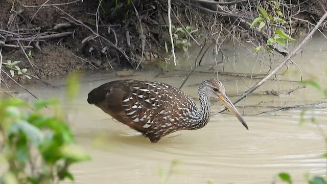 Limpkin - ML575716471