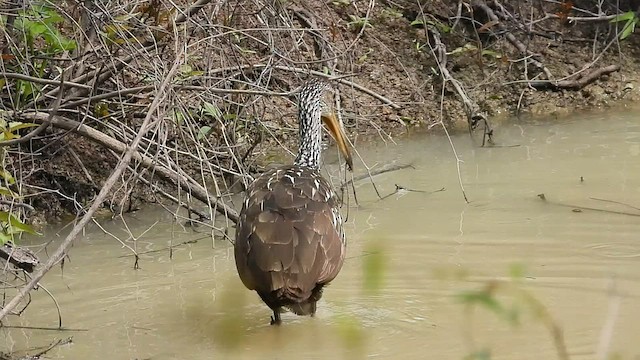 Limpkin - ML575716631