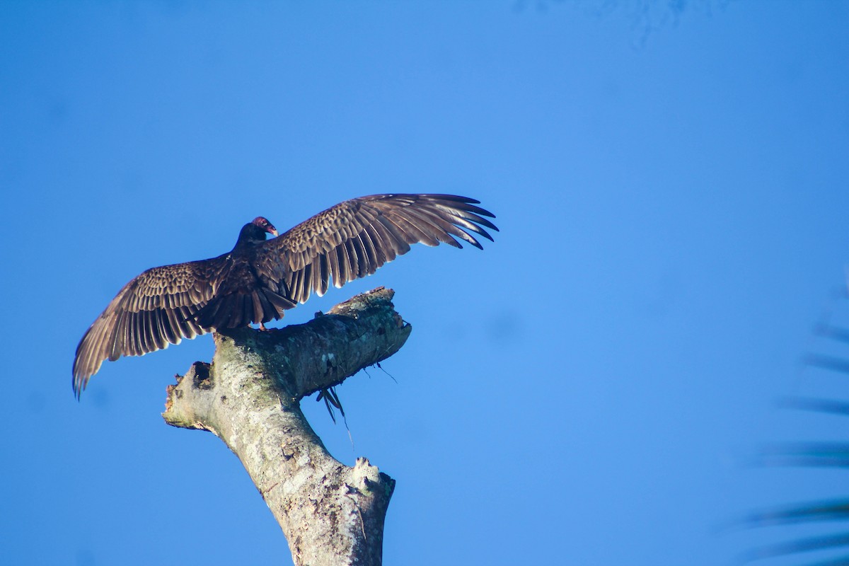 Turkey Vulture - ML575716691
