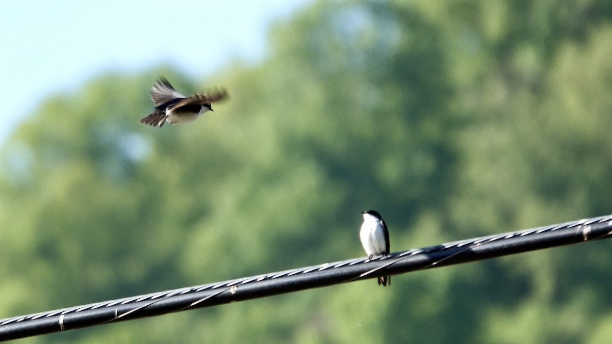 Tree Swallow - ML575716931