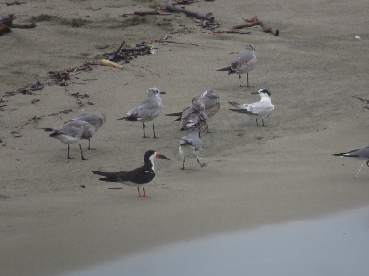 Black Skimmer - ML575716991