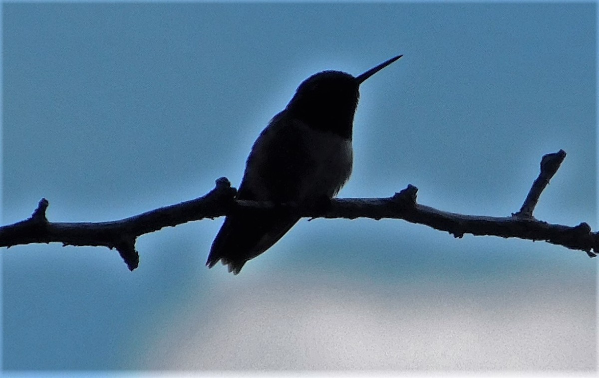 Colibrí Gorjinegro - ML575717031