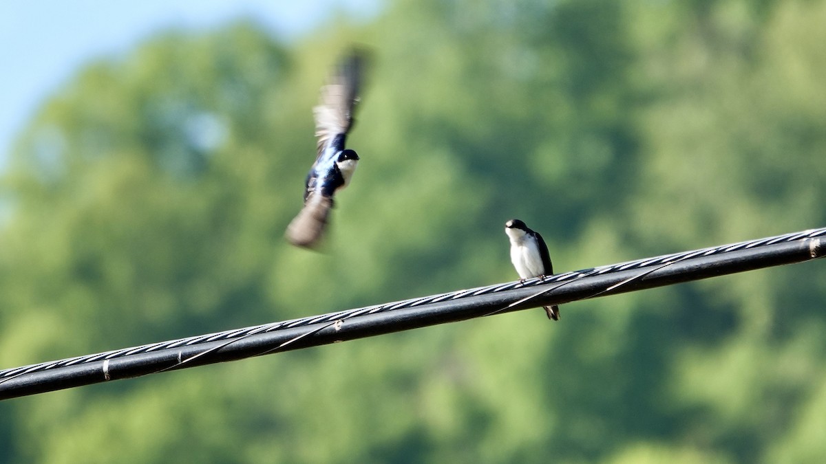 Tree Swallow - ML575717451