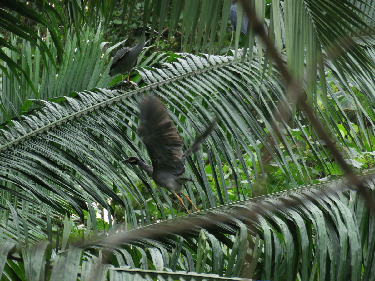 Yellow-crowned Night Heron - ML575717461