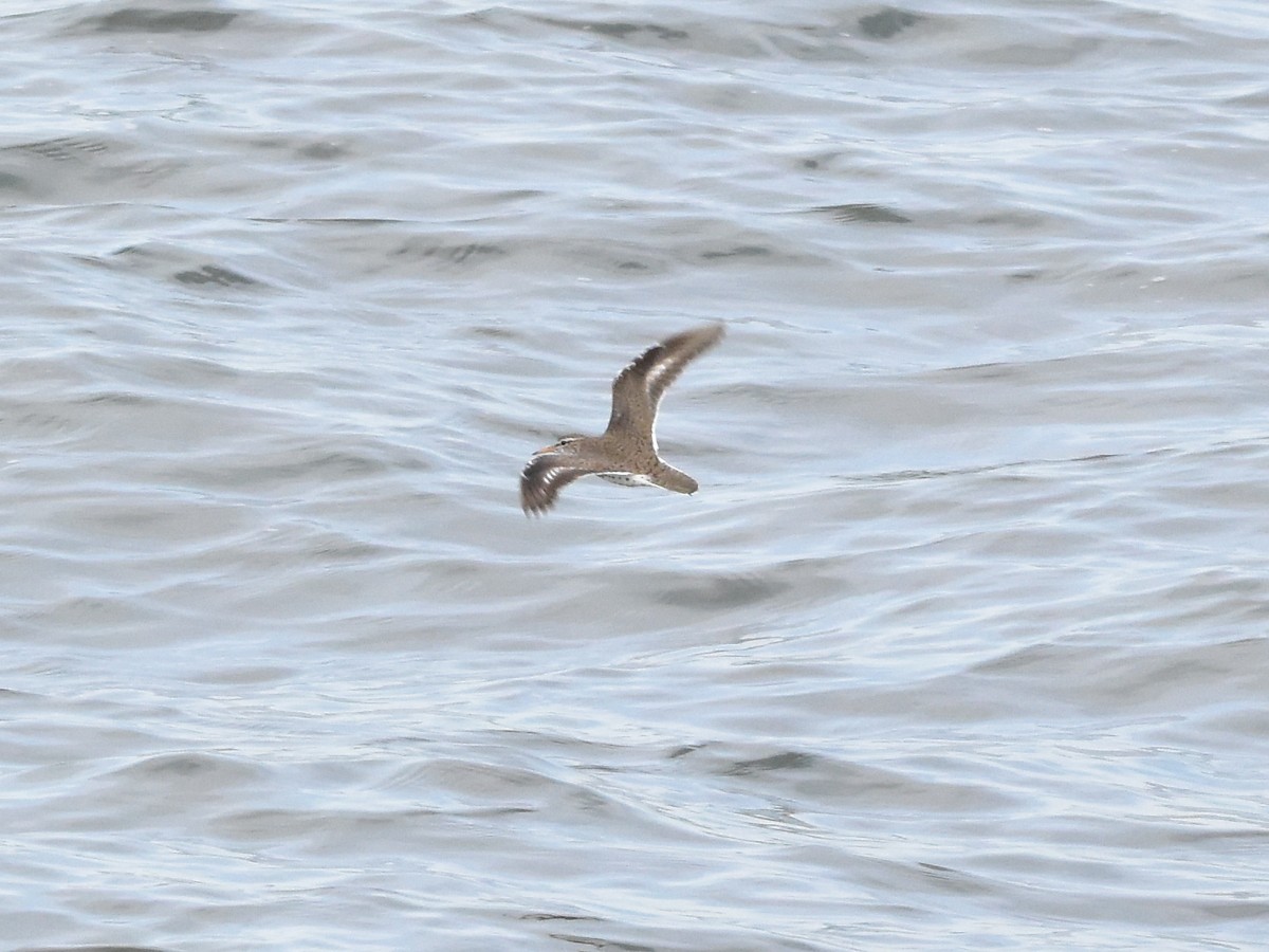 Spotted Sandpiper - ML575718401