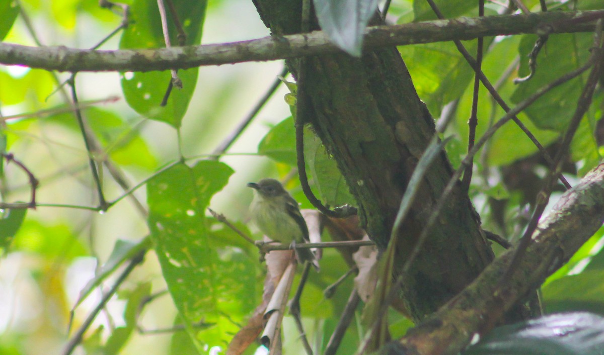 Southern Bentbill - ML575718631