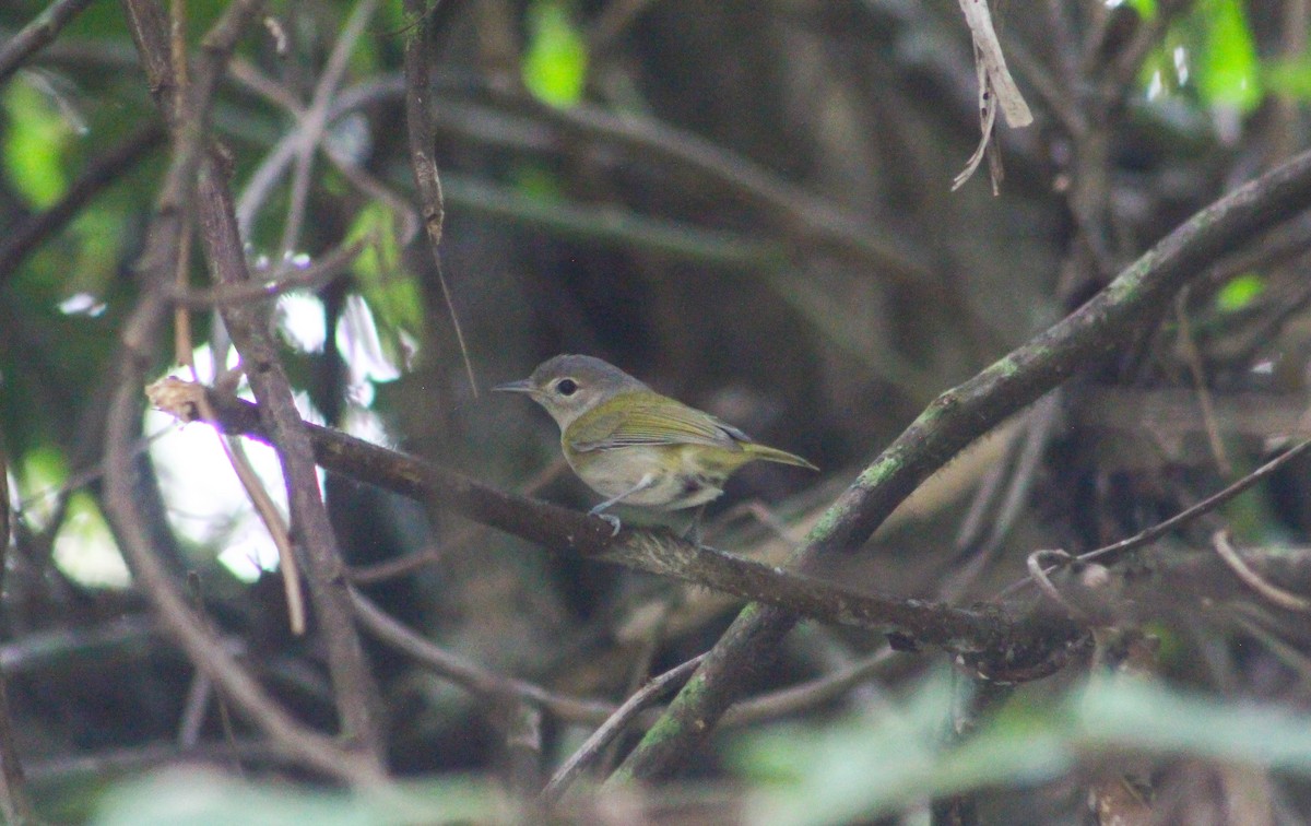 Lesser Greenlet - ML575719141