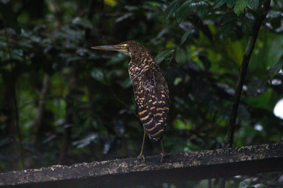 Rufescent Tiger-Heron - ML575719551