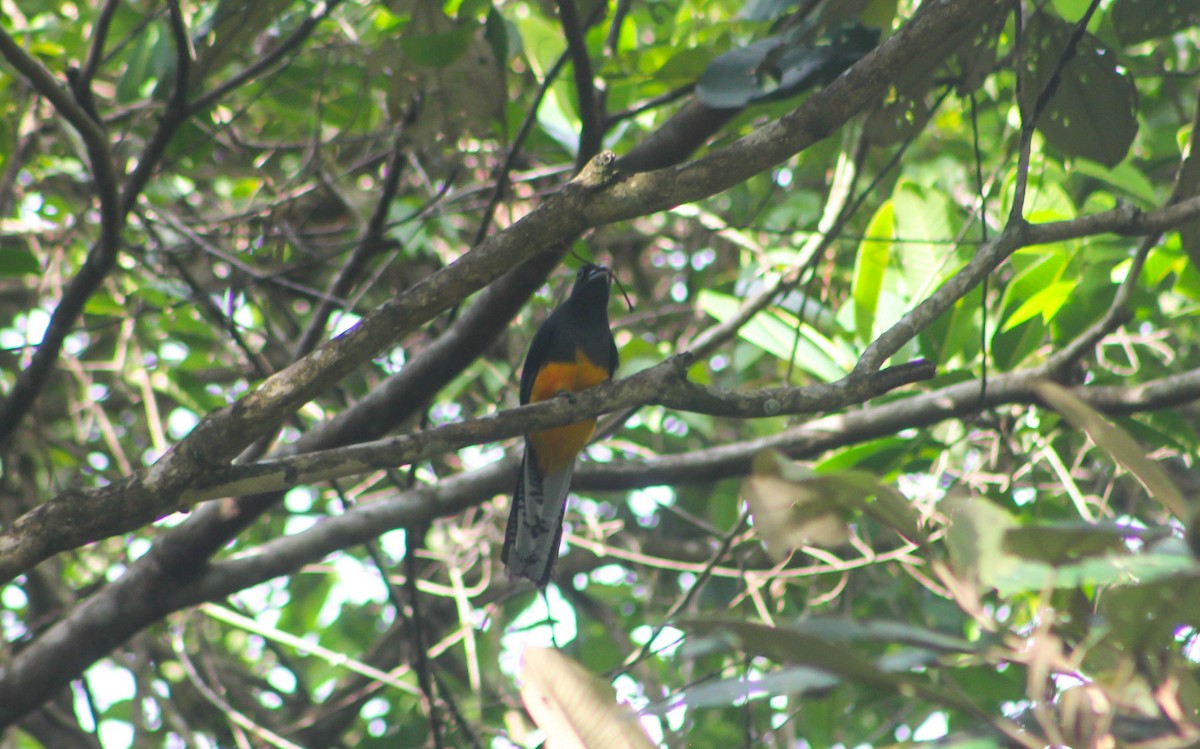 White-tailed Trogon - ML575719671