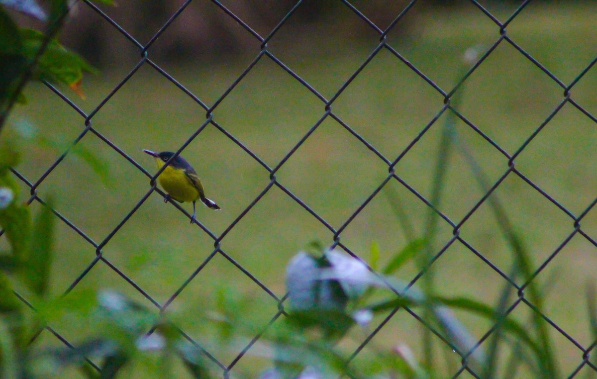 Common Tody-Flycatcher - Abel Rodríguez Camaño