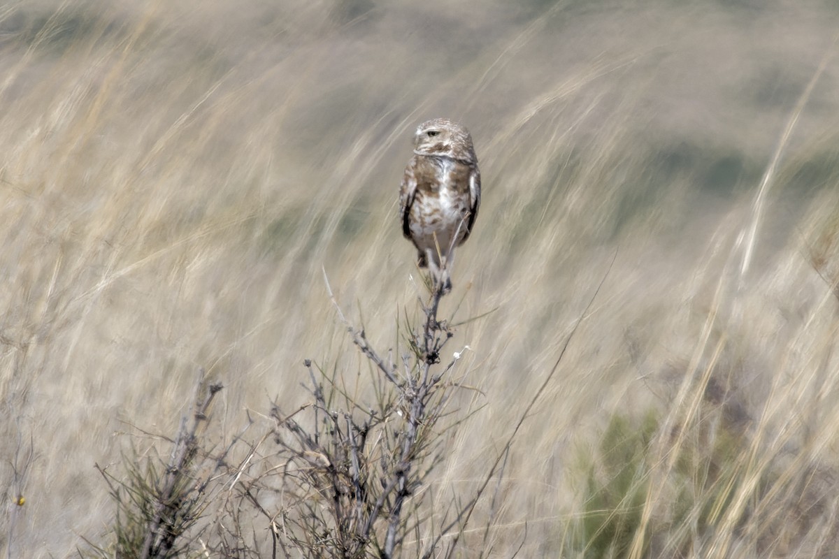 Burrowing Owl - Scott France