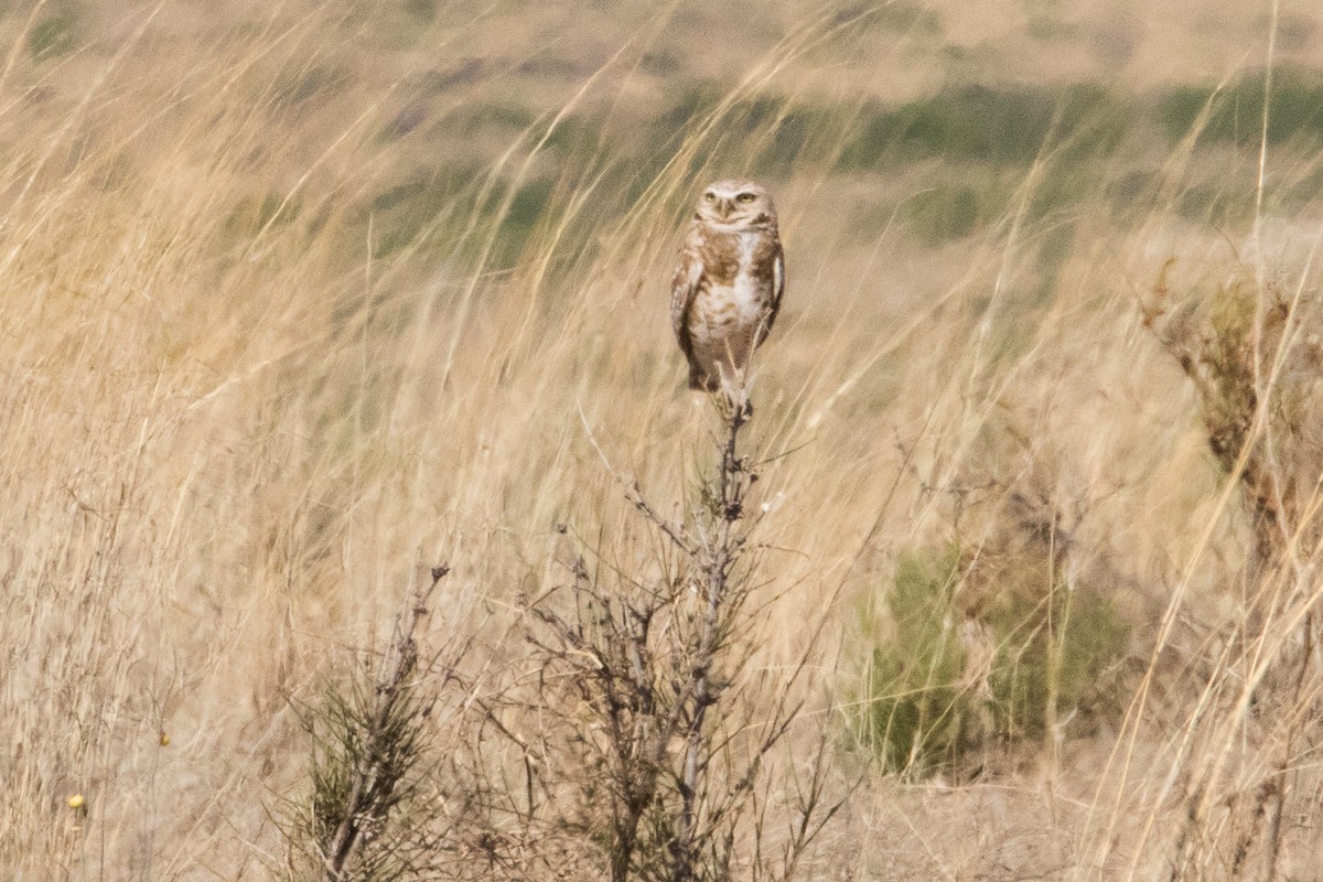 Burrowing Owl - ML575720191
