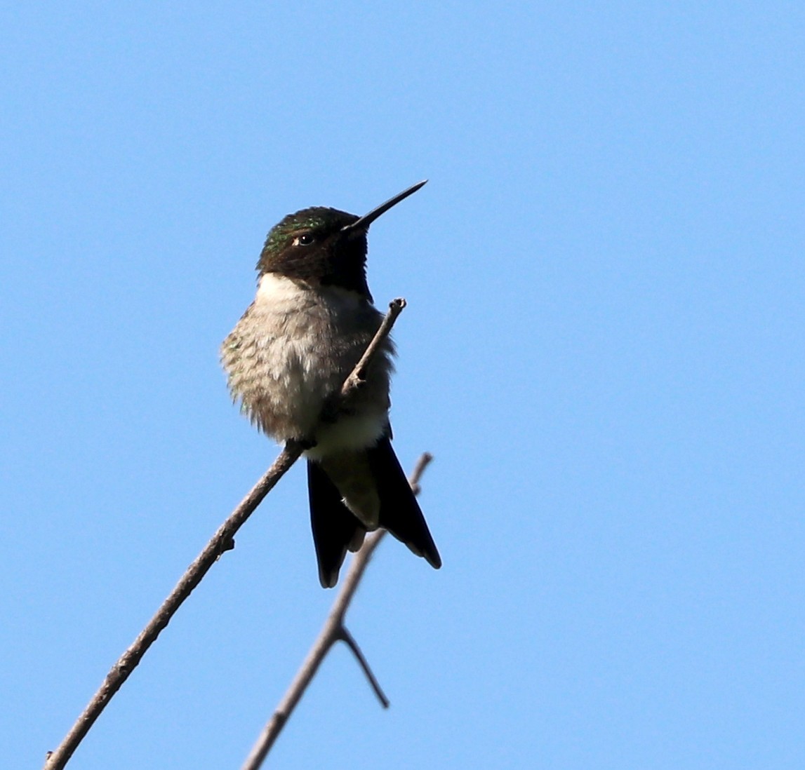 Ruby-throated Hummingbird - Dmitrii Travin