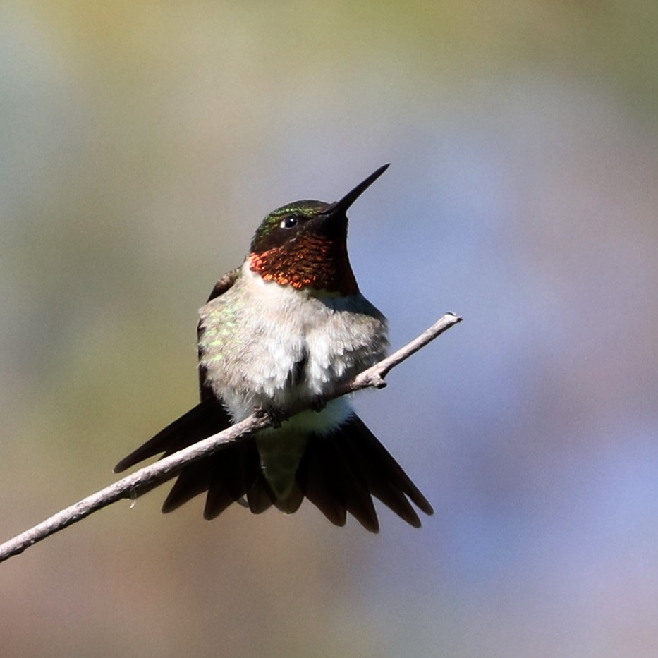 Ruby-throated Hummingbird - Dmitrii Travin