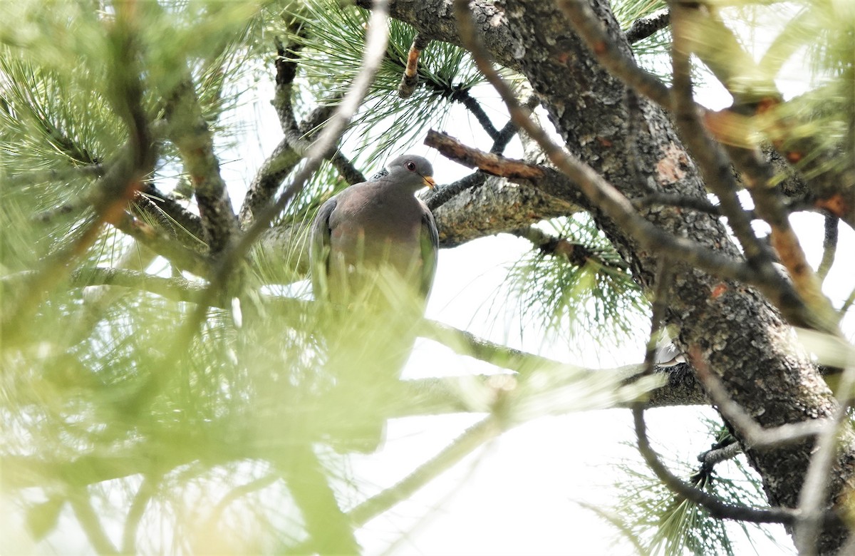 Band-tailed Pigeon - ML575722931