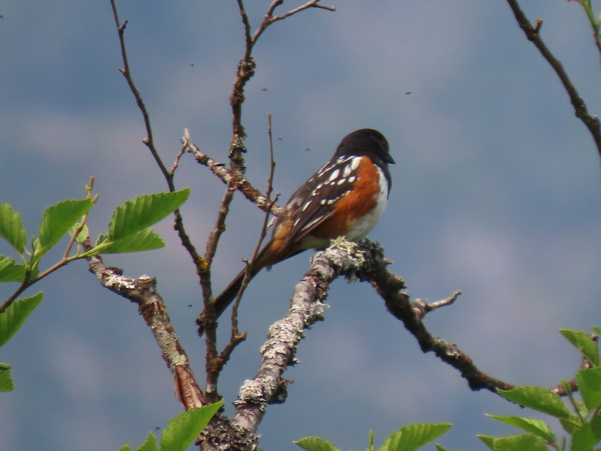 Spotted Towhee - ML575722961