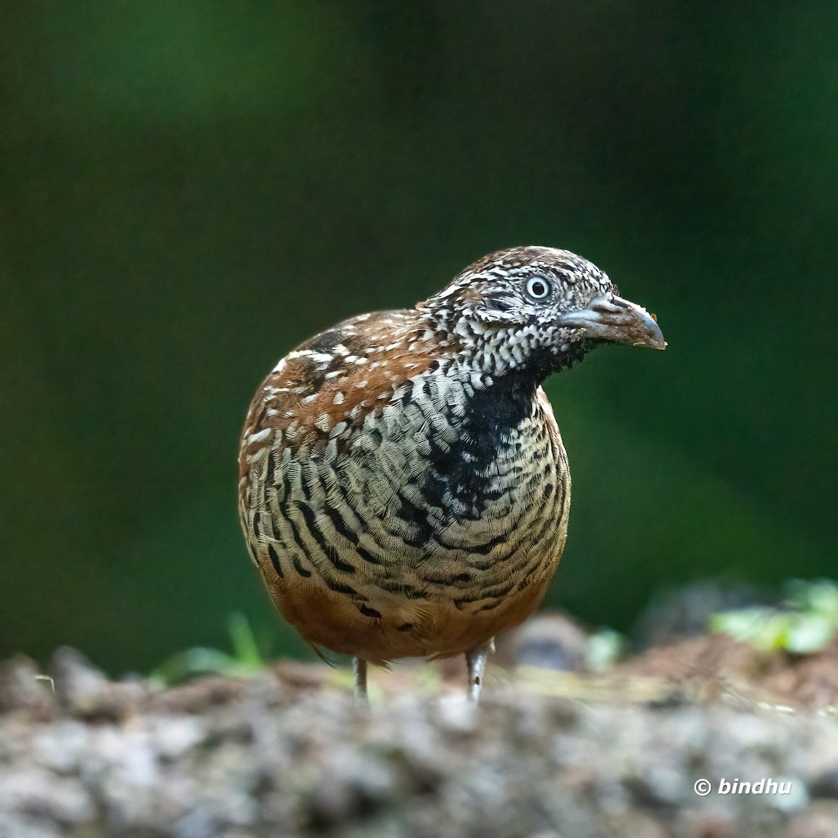 Barred Buttonquail - ML575723141