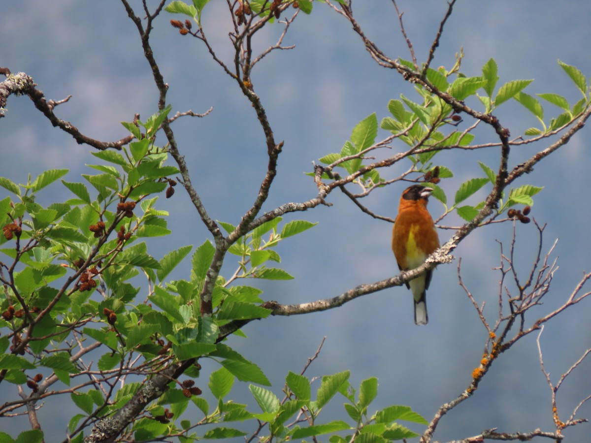 Black-headed Grosbeak - ML575723401