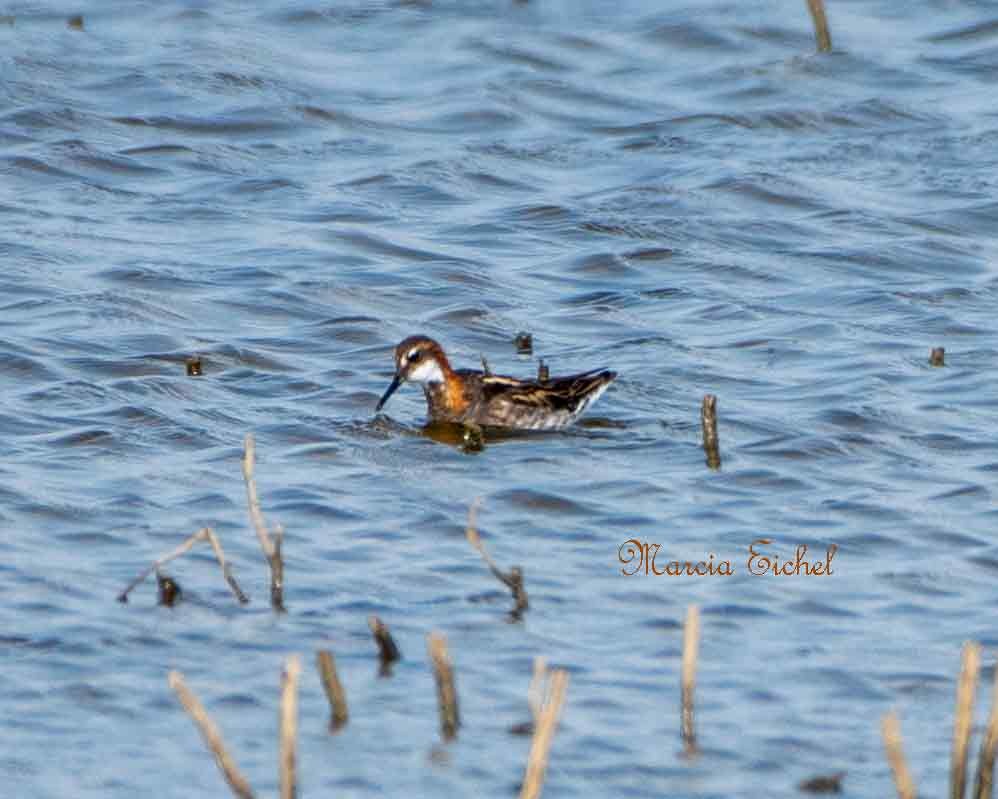 Red-necked Phalarope - ML575724141