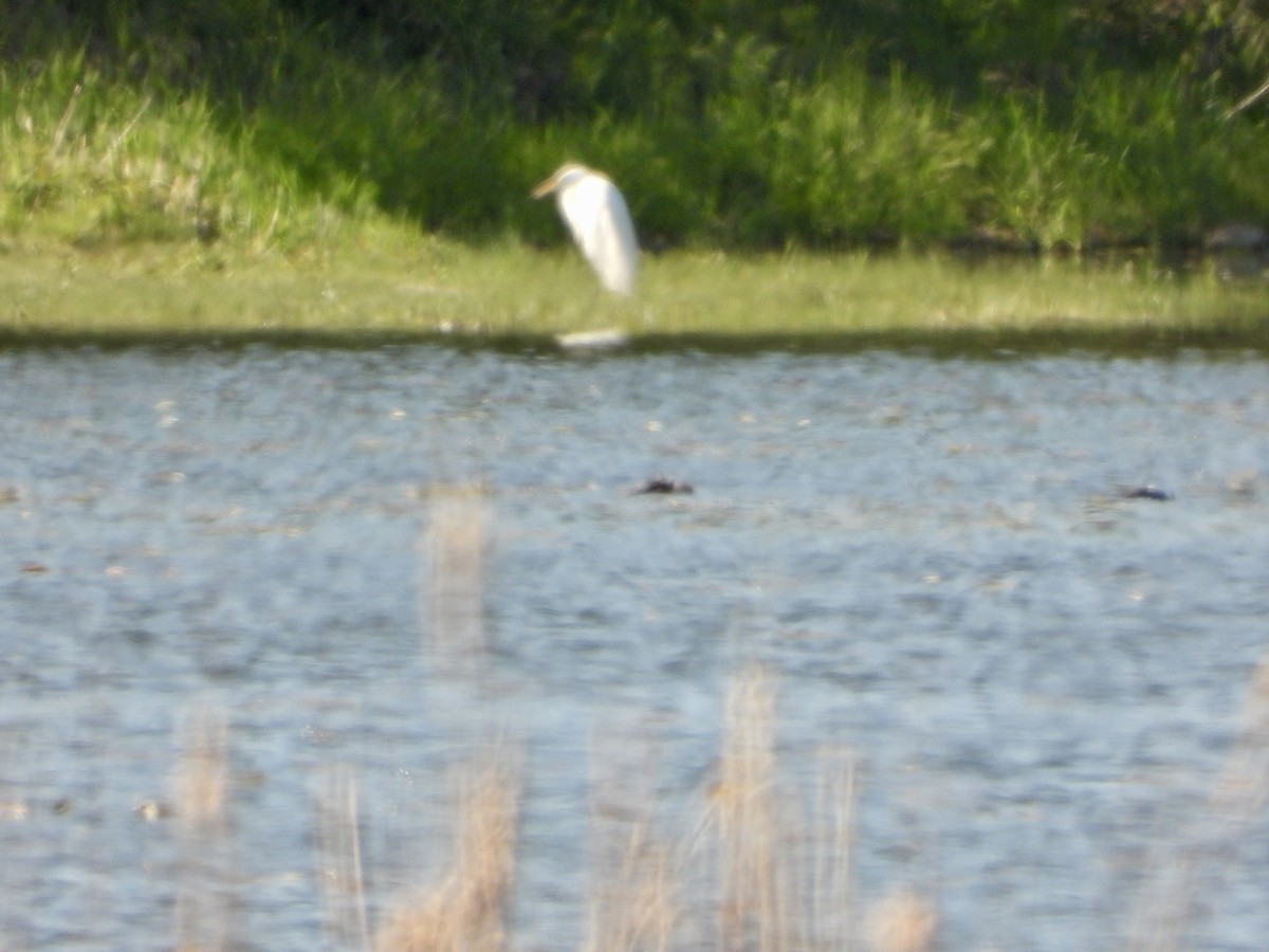 Great Egret - ML575725441