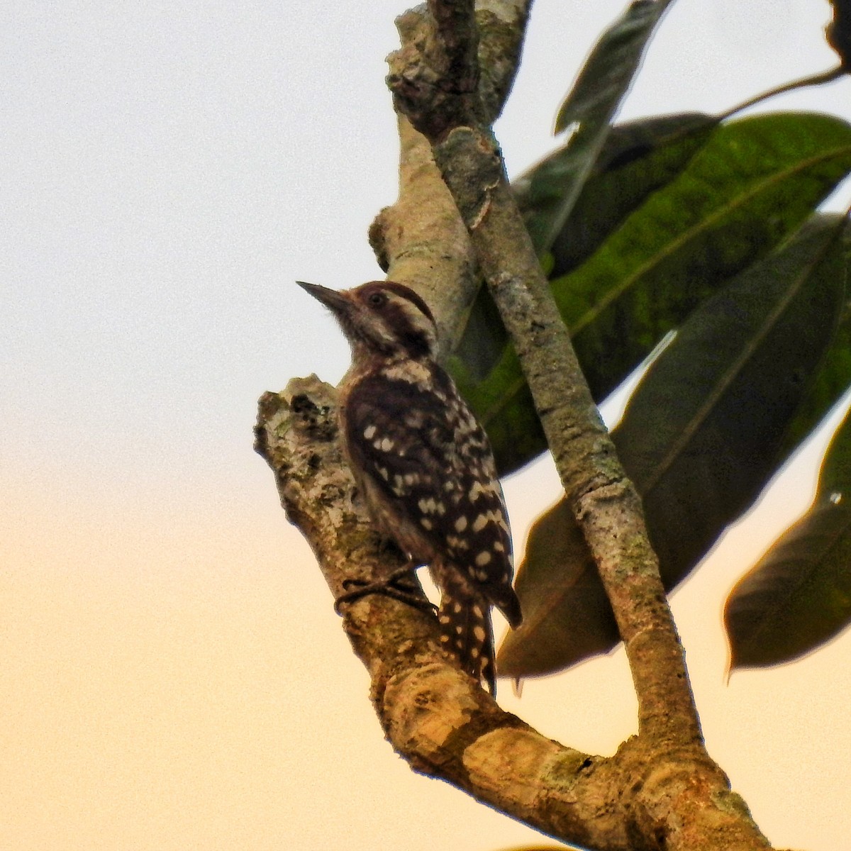 Brown-capped Pygmy Woodpecker - ML575725591