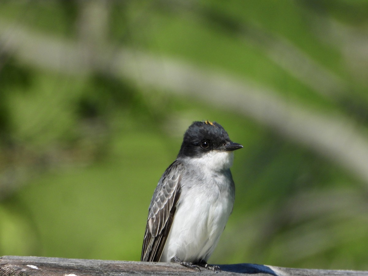 Eastern Kingbird - ML575725671