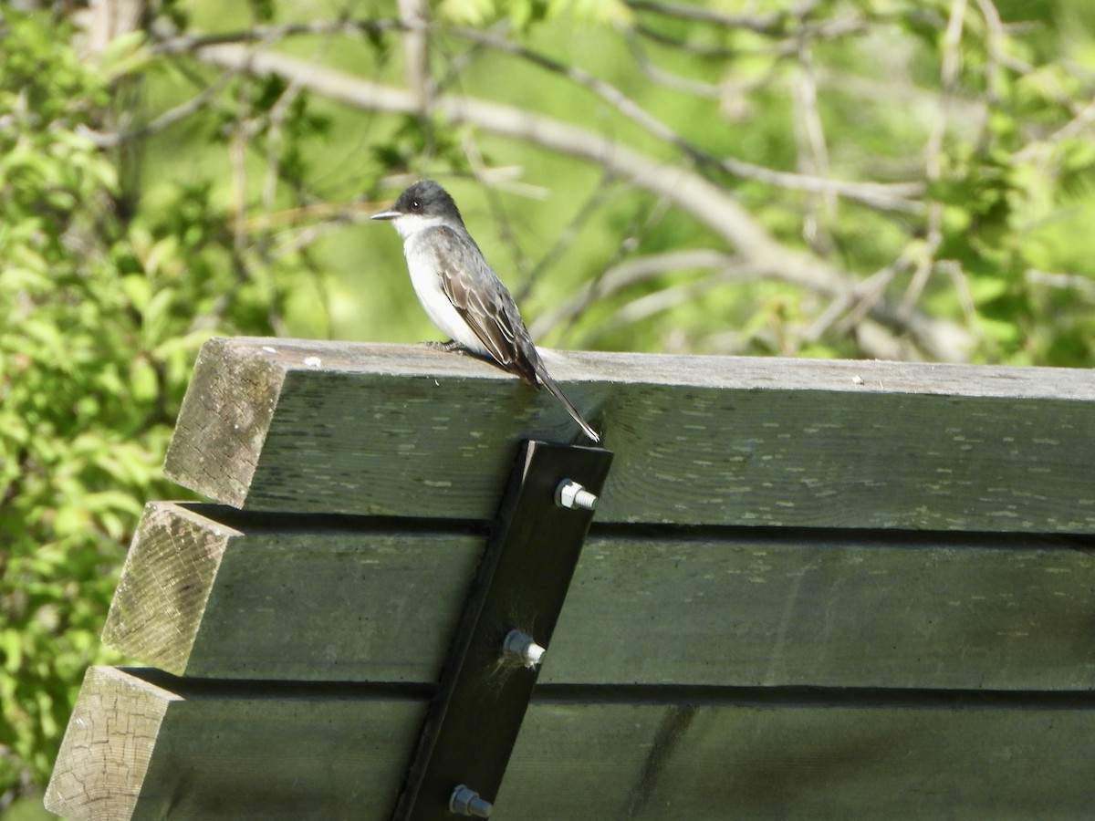 Eastern Kingbird - ML575725711