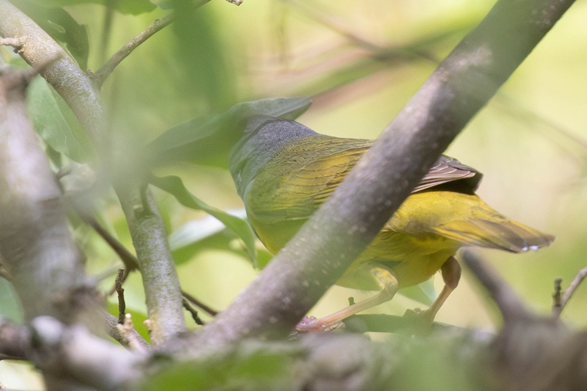 Mourning Warbler - ML575726311