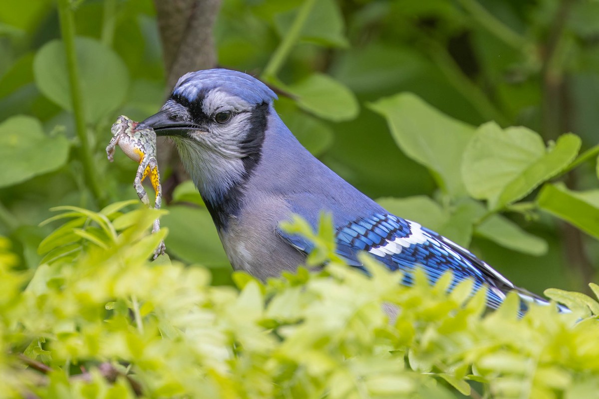 Blue Jay - ML575726491