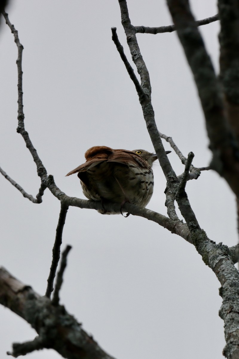 Brown Thrasher - ML575726531