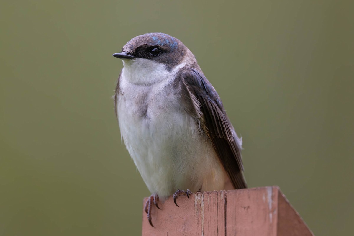 Tree Swallow - ML575726561