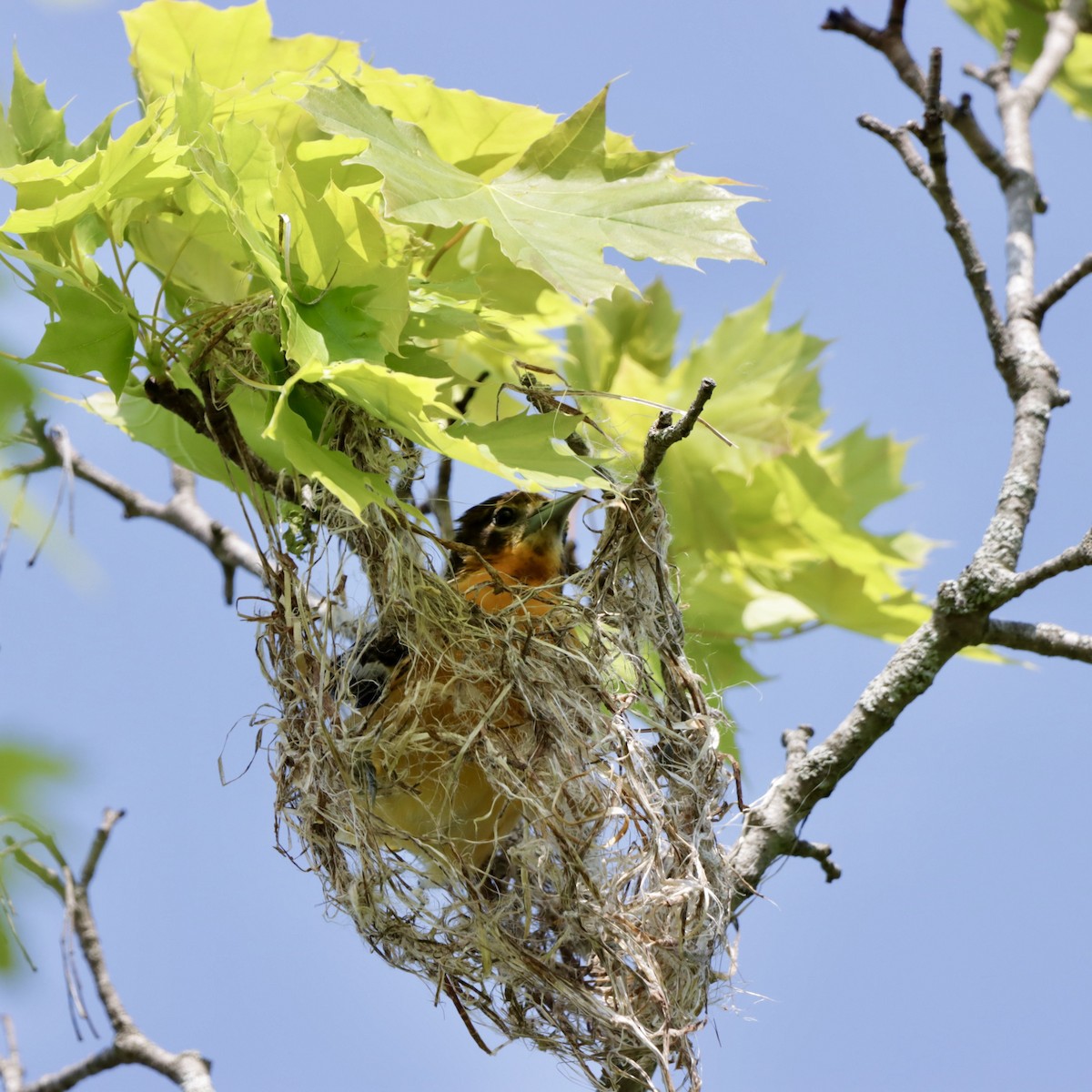 Baltimore Oriole - ML575726871