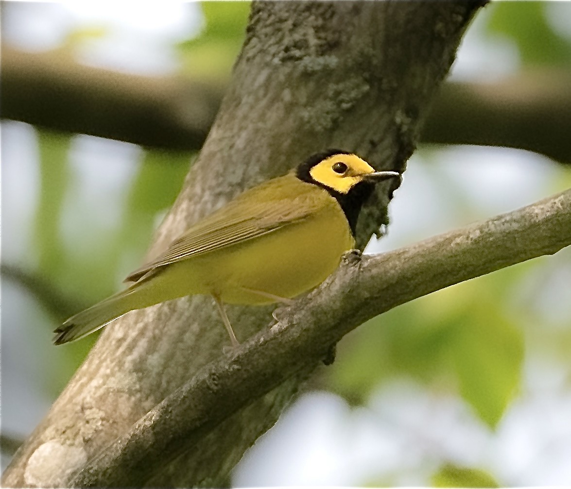 Hooded Warbler - ML575727031