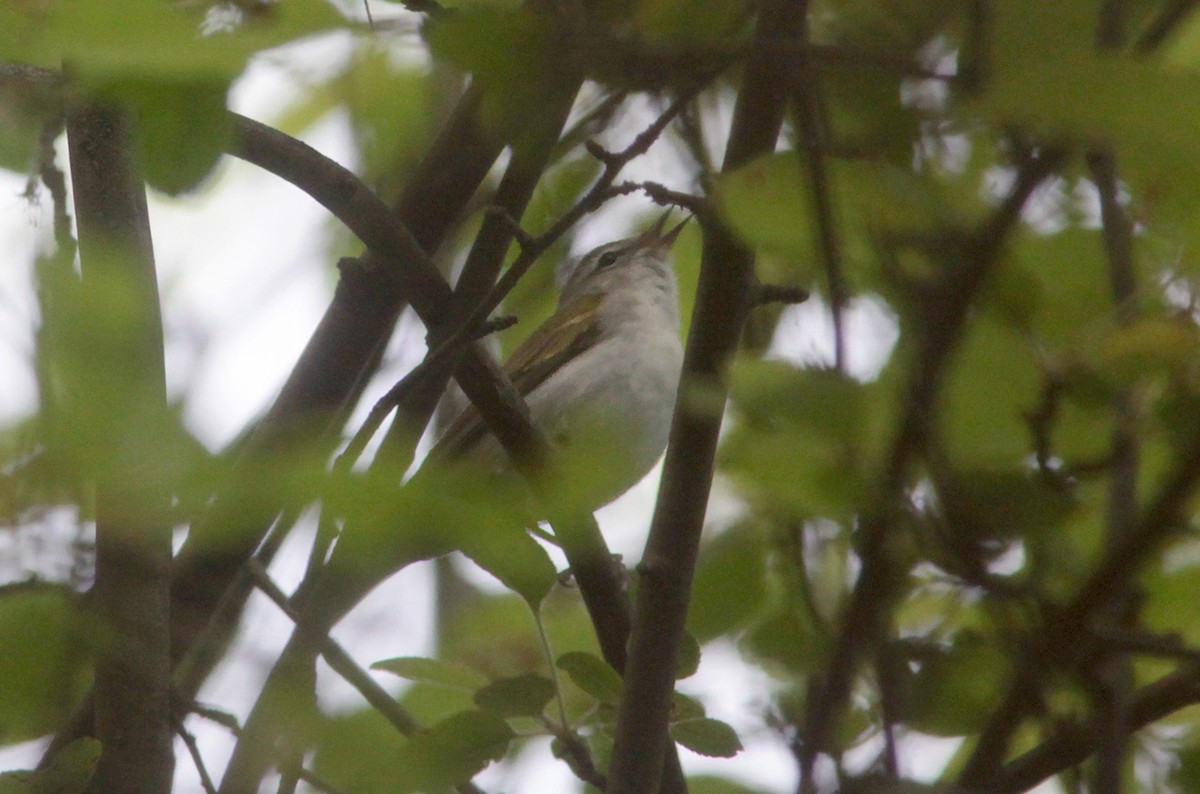 Tennessee Warbler - ML57572721