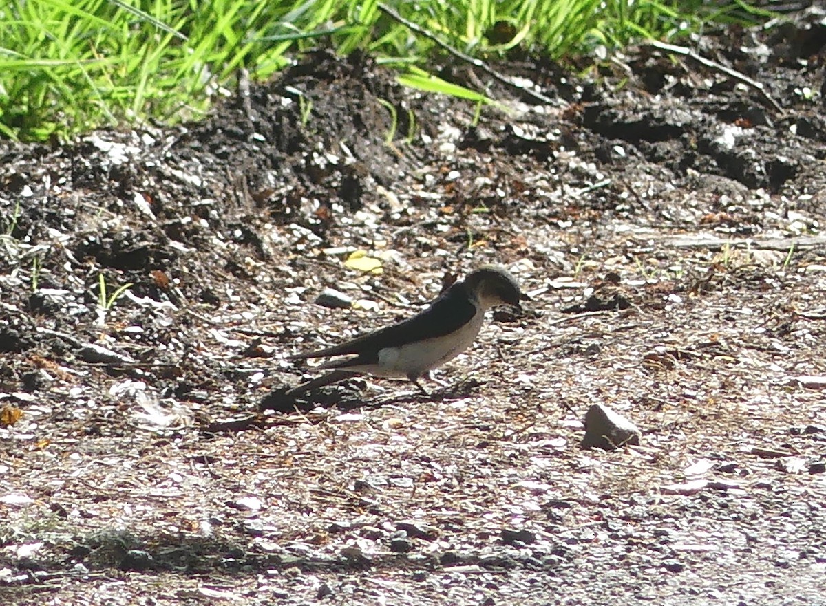 Tree Swallow - ML575727271
