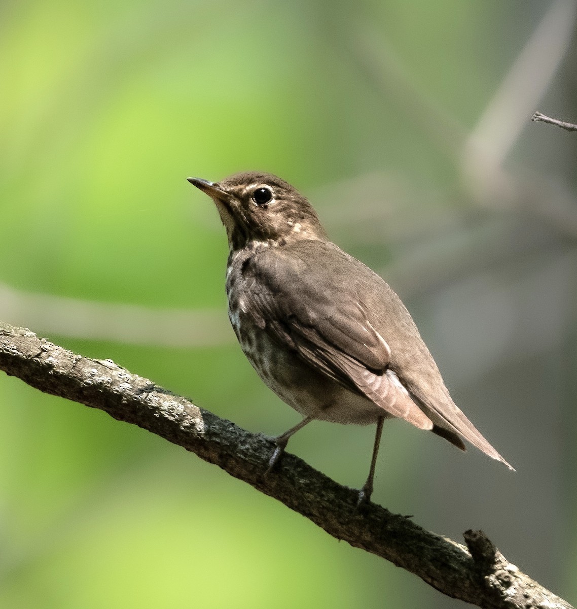 Swainson's Thrush - ML575727811