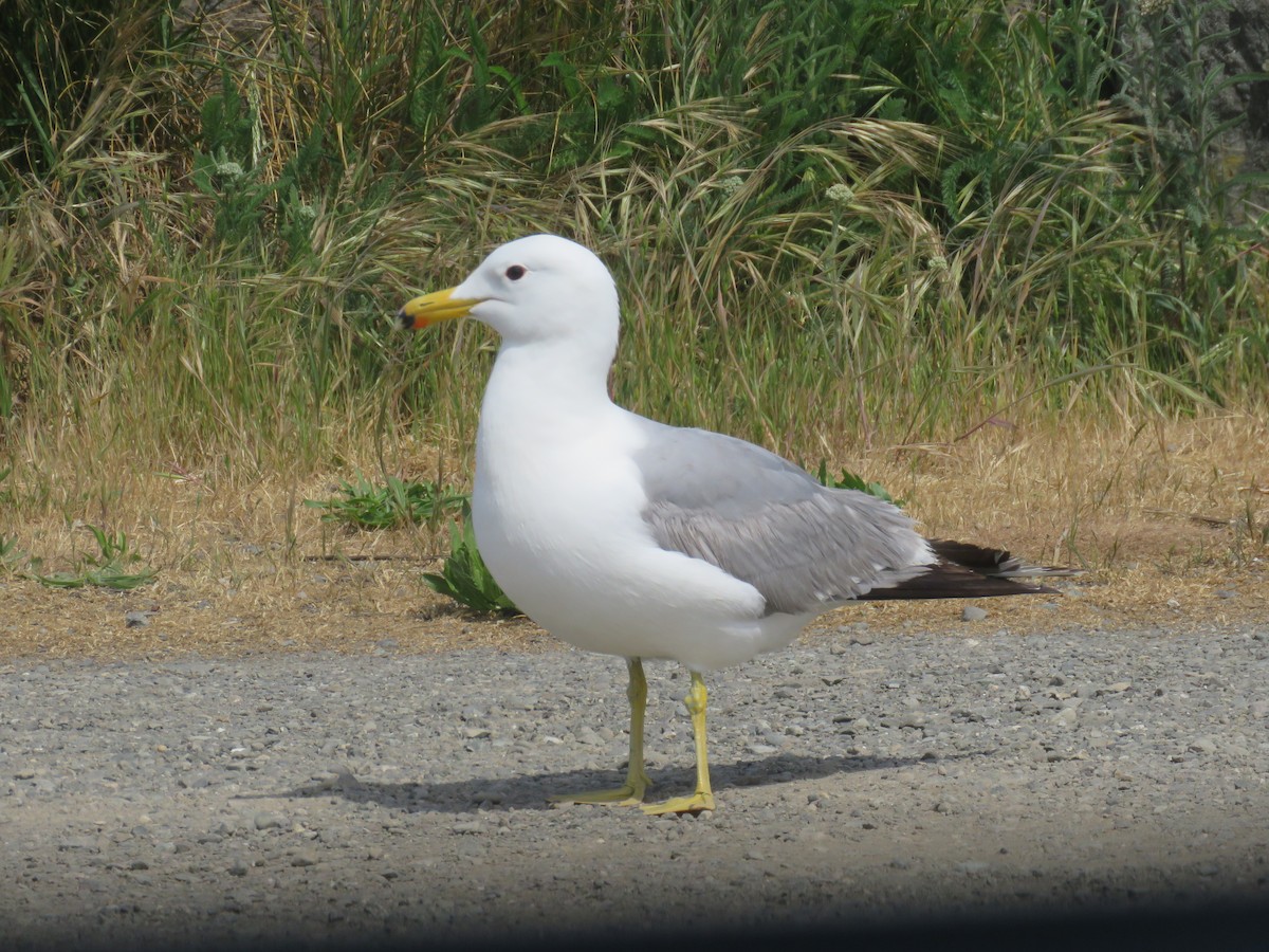 California Gull - ML575728111