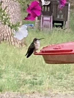 Calliope Hummingbird - ML575728541