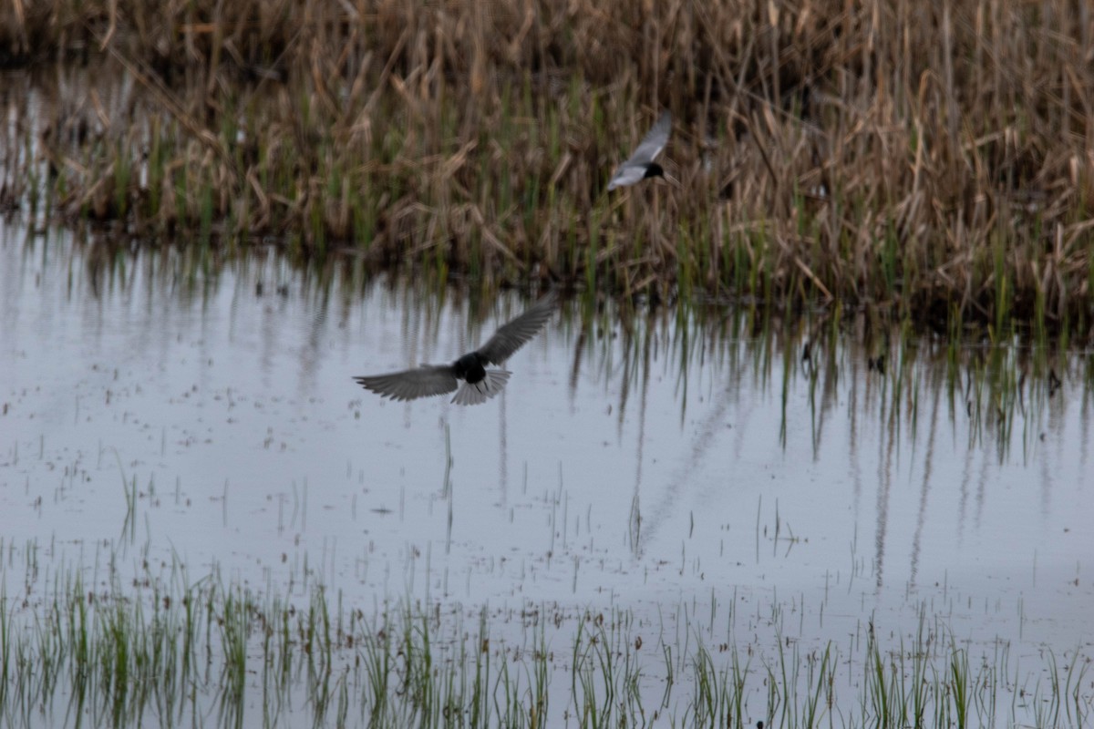 Black Tern - Theys Radmann