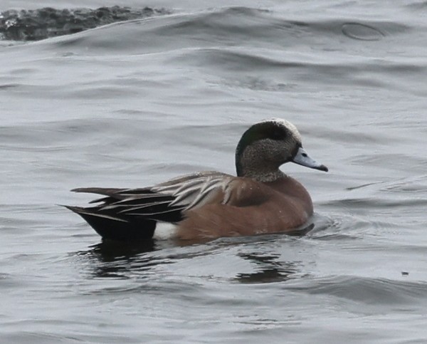 American Wigeon - ML575731911