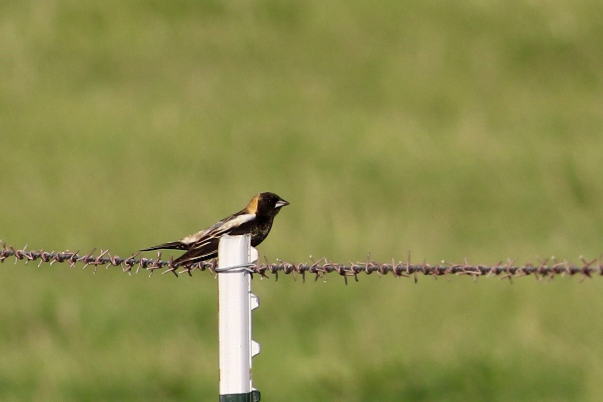 bobolink americký - ML575733421