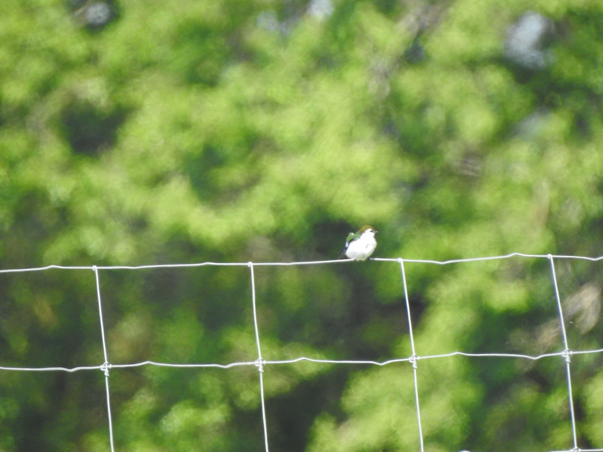 Violet-green Swallow - ML575733781