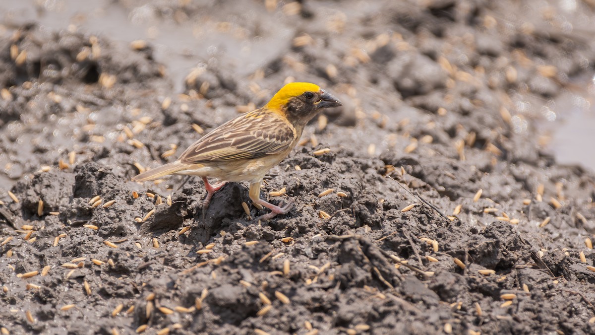 Baya Weaver - ML575734611