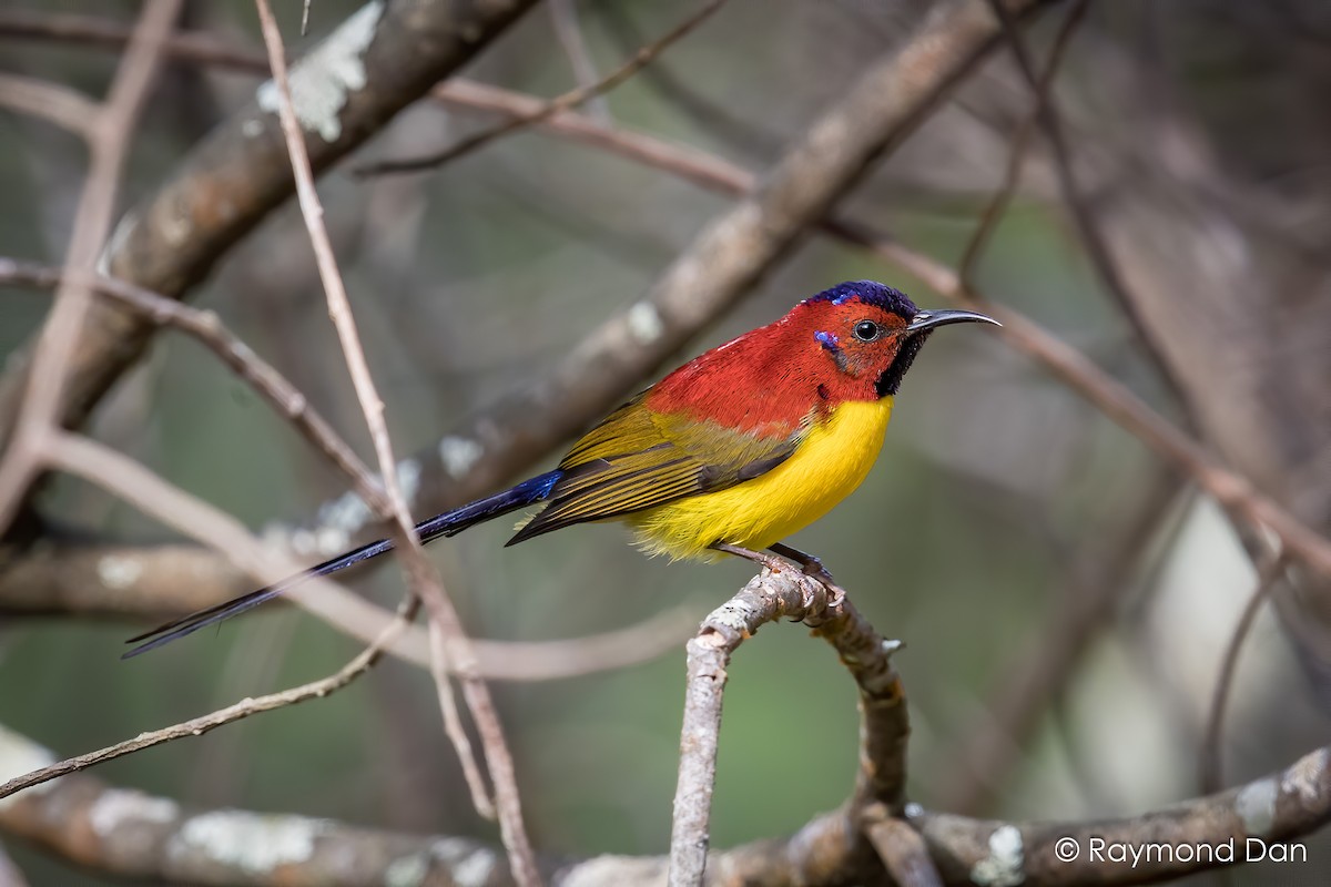 Mrs. Gould's Sunbird (Purple-rumped) - ML575735131