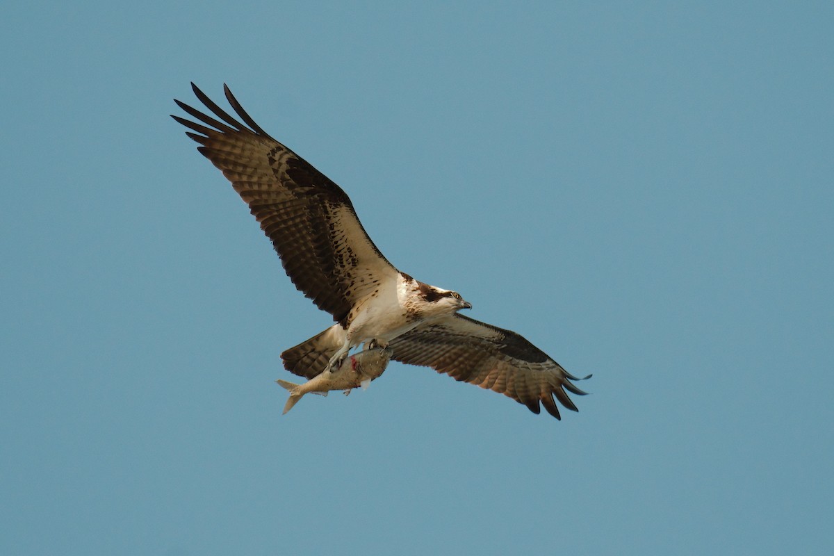 Osprey - Goran Stankovic