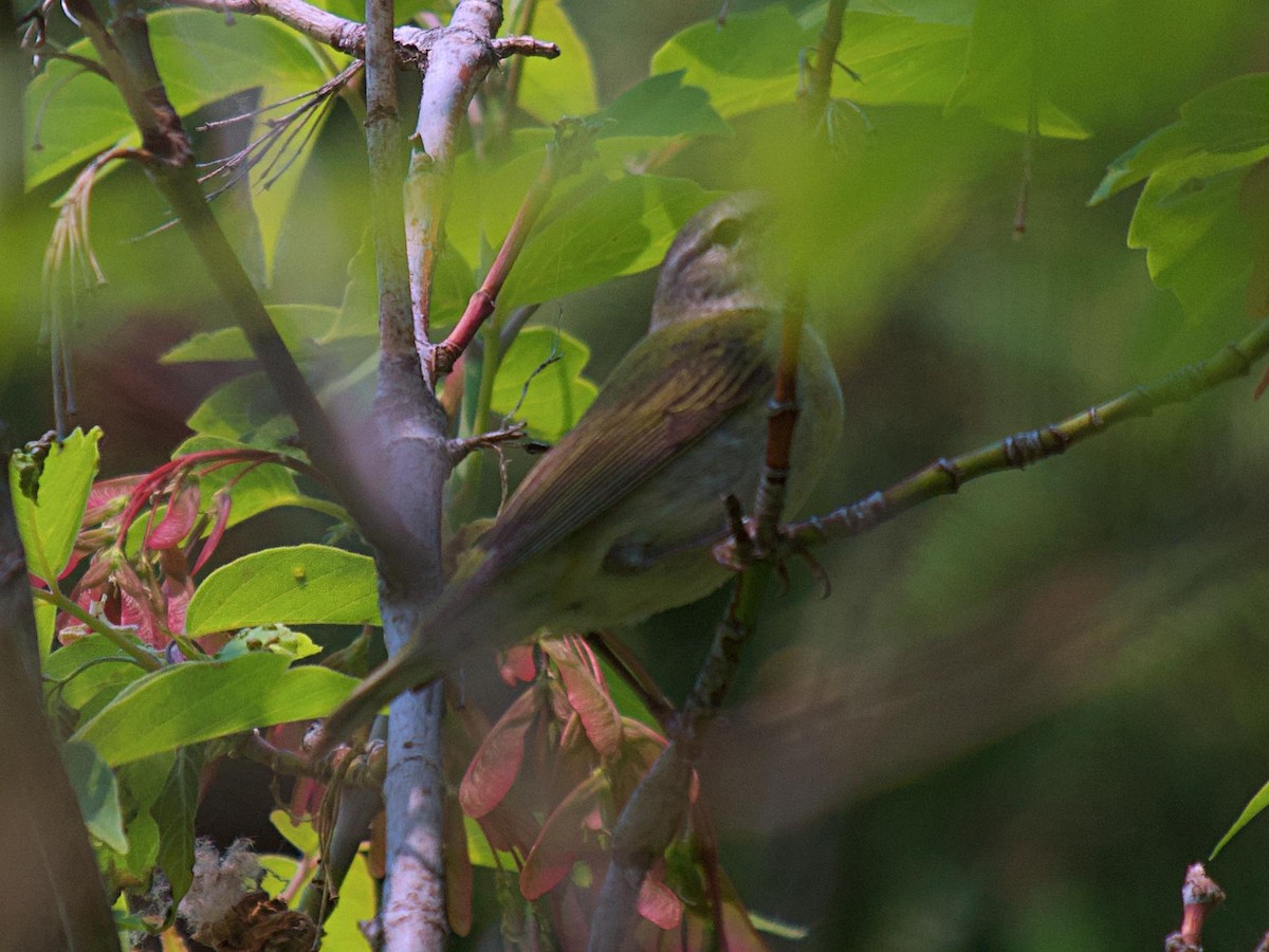 Tennessee Warbler - Rob Worona