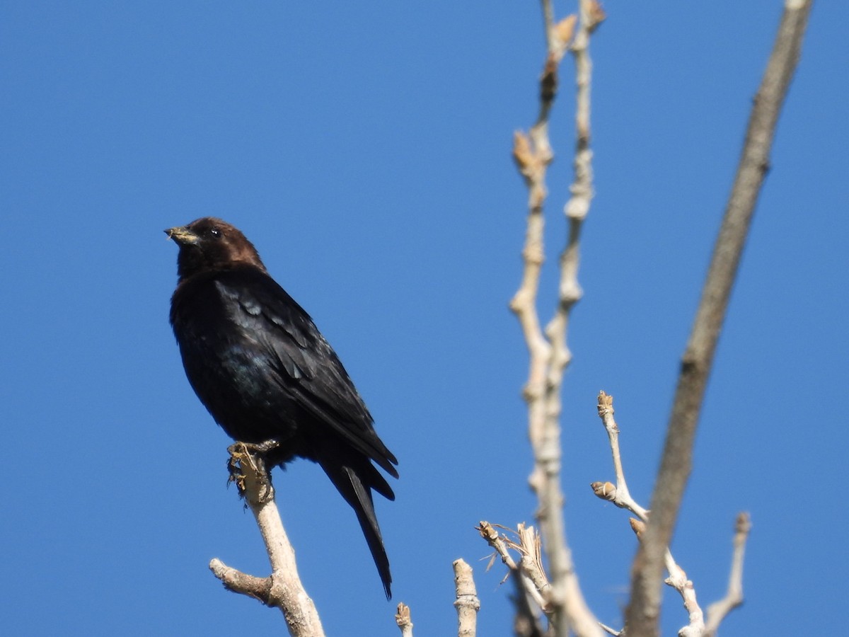 Brown-headed Cowbird - Sam Reitenour