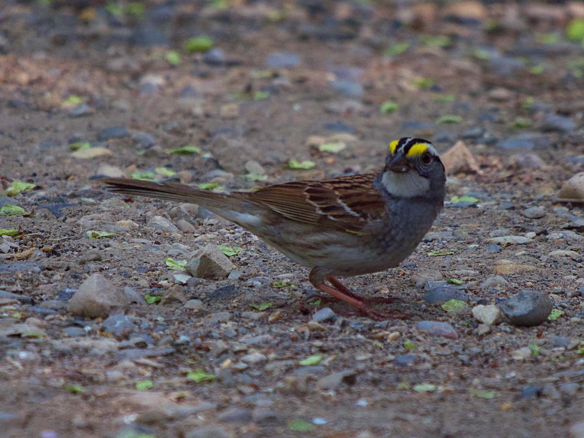 White-throated Sparrow - Rob Worona