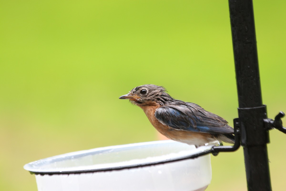 Eastern Bluebird - ML575737061