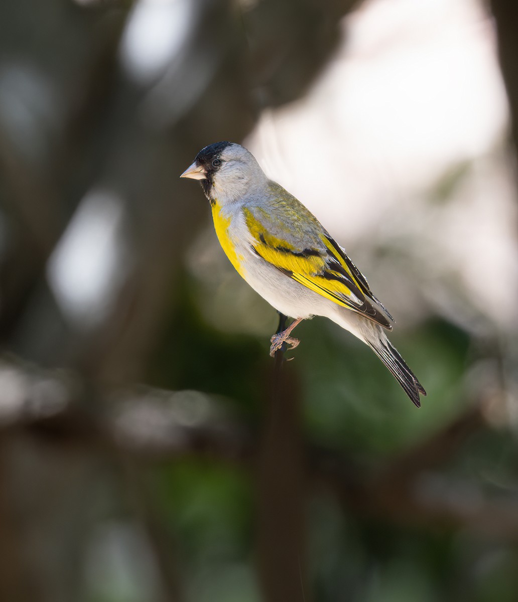 Lawrence's Goldfinch - Gary Woods